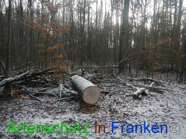 © Artenschutz in Franken® Bild zum Eintrag (1080503-160)