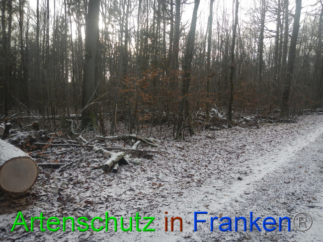 © Artenschutz in Franken® Bild zum Eintrag (1080504-160)