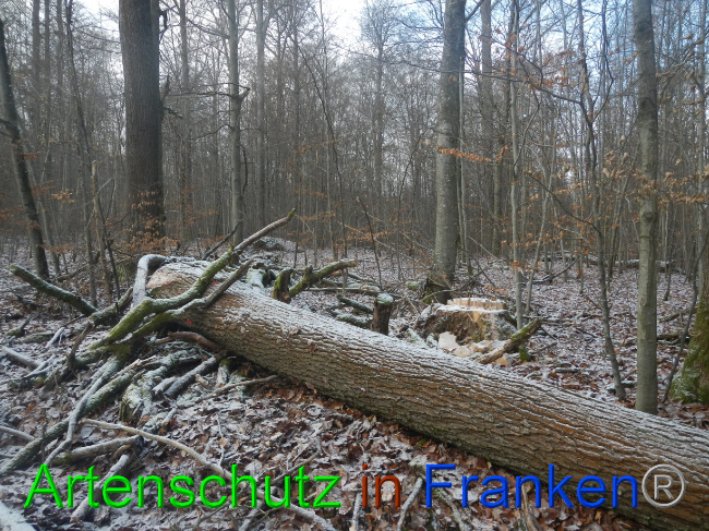 © Artenschutz in Franken® Bild zum Eintrag (1080505-160)