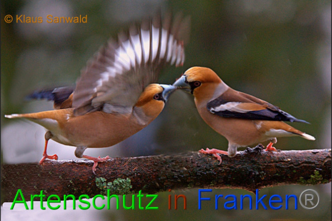 © Artenschutz in Franken® / Klaus Sanwald Bild zum Eintrag (1080715-160)