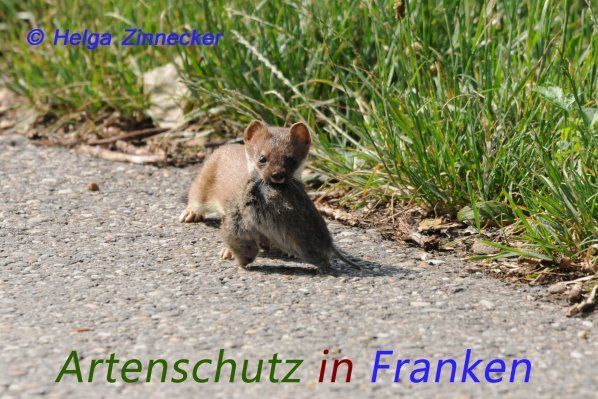 Copyright AiS Helga Zinnecker Bild zum Eintrag (1081930-160)