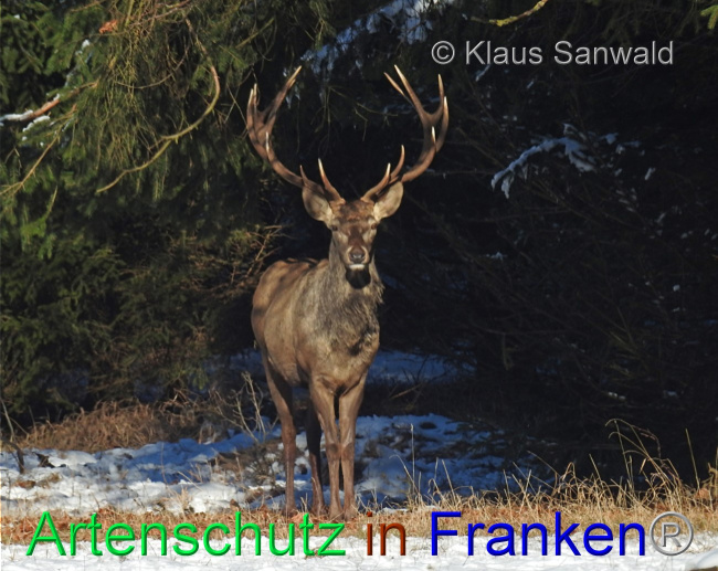 © Artenschutz in Franken® / Klaus Sanwald Bild zum Eintrag (1082201-160)