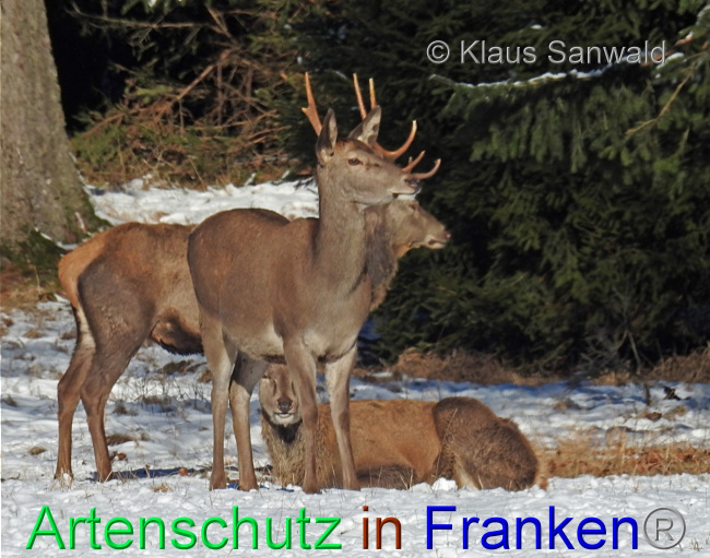 © Artenschutz in Franken® / Klaus Sanwald Bild zum Eintrag (1082202-160)
