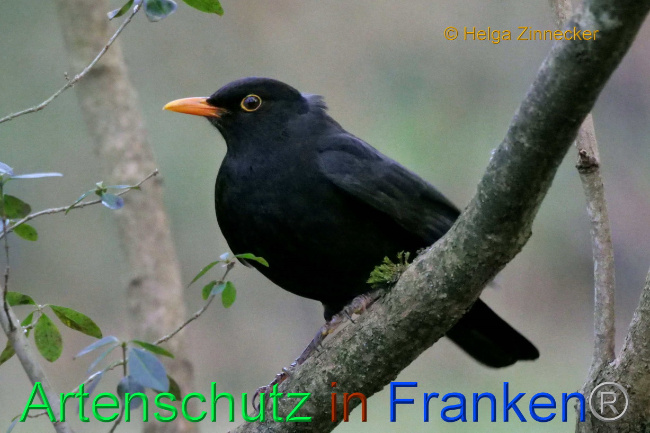 © Artenschutz in Franken® / Helga Zinnecker Bild zum Eintrag (1082641-160)