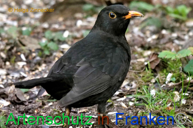 © Artenschutz in Franken® / Helga Zinnecker Bild zum Eintrag (1082642-160)