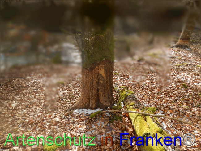 © Artenschutz in Franken® Bild zum Eintrag (1082746-160)