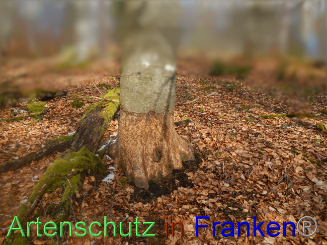 © Artenschutz in Franken® Bild zum Eintrag (1082747-160)