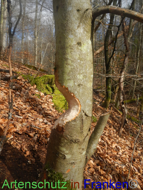 © Artenschutz in Franken® Bild zum Eintrag (1082753-160)