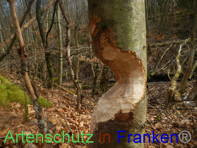 © Artenschutz in Franken® Bild zum Eintrag (1082754-160)