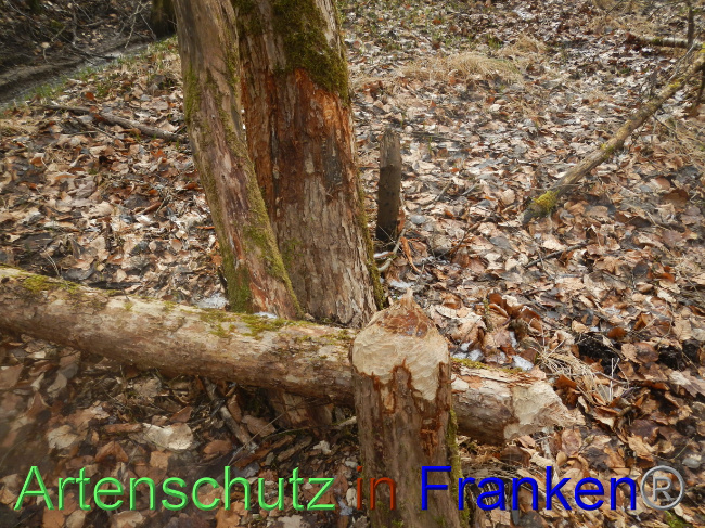 © Artenschutz in Franken® Bild zum Eintrag (1082756-160)