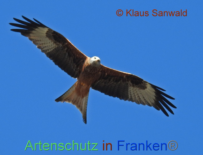 © Artenschutz in Franken® / Klaus Sanwald Bild zum Eintrag (1082775-160)