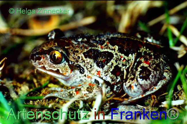 © Artenschutz in Franken® / Helga Zinnecker Bild zum Eintrag (1083618-160)