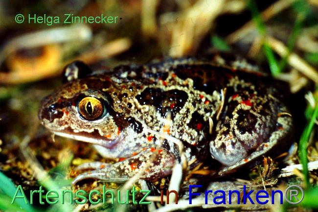 © Artenschutz in Franken® / Helga Zinnecker Bild zum Eintrag (1083619-160)