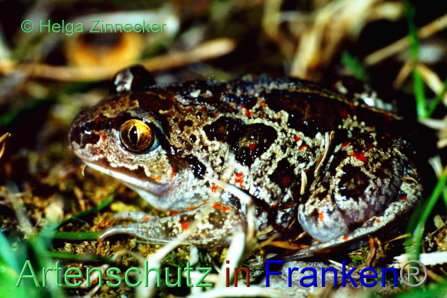 © Artenschutz in Franken® Bild zum Eintrag (1083624-160)