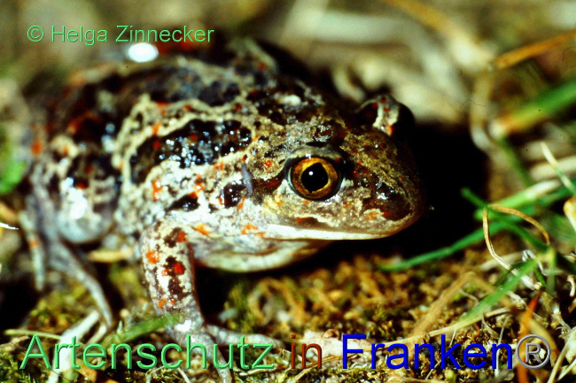 © Artenschutz in Franken® Bild zum Eintrag (1083625-160)