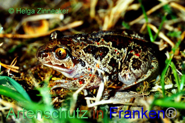 © Artenschutz in Franken® Bild zum Eintrag (1083626-160)