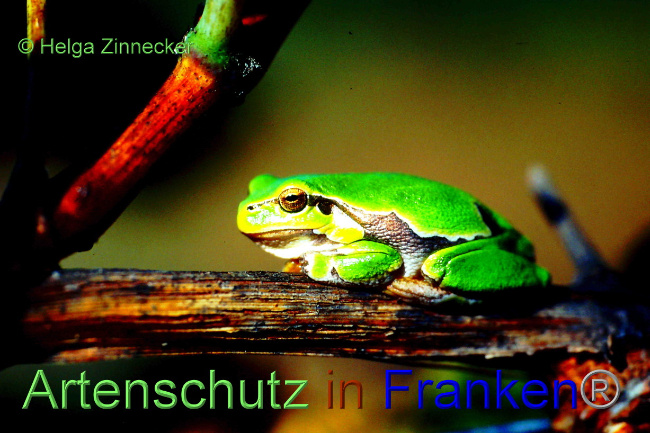 © Artenschutz in Franken® / Helga Zinnecker Bild zum Eintrag (1083968-160)