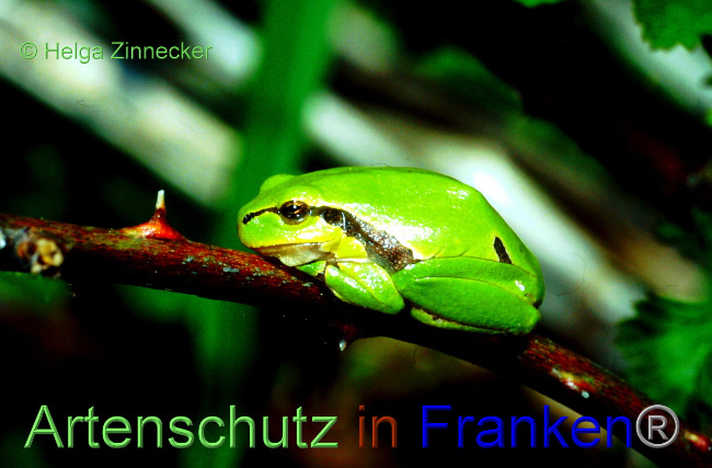 © Artenschutz in Franken® / Helga Zinnecker Bild zum Eintrag (1083969-160)