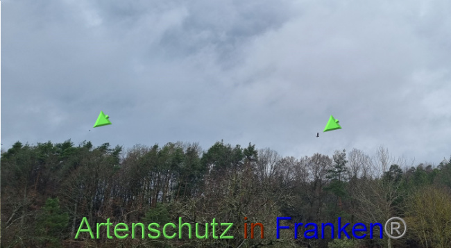 © Artenschutz in Franken® Bild zum Eintrag (1084018-160)