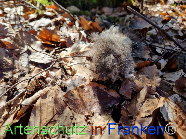 © Artenschutz in Franken® Bild zum Eintrag (1084198-160)