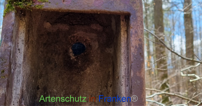 © Artenschutz in Franken® Bild zum Eintrag (1084199-160)