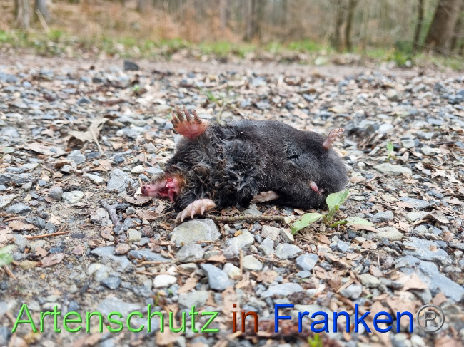 © Artenschutz in Franken® Bild zum Eintrag (1084223-160)