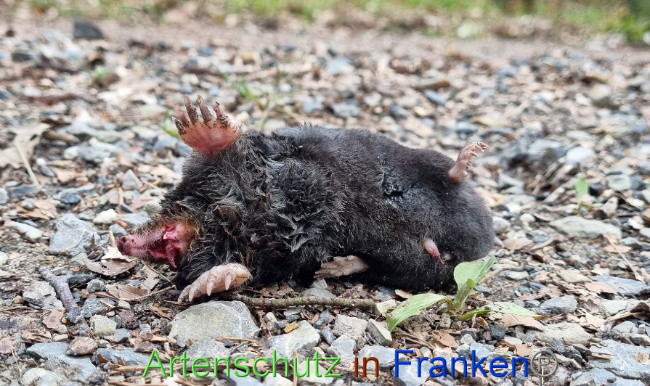 © Artenschutz in Franken® Bild zum Eintrag (1084224-160)