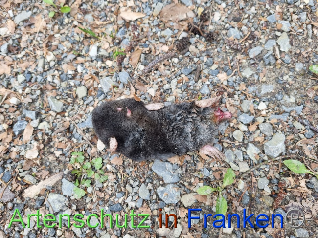 © Artenschutz in Franken® Bild zum Eintrag (1084226-160)