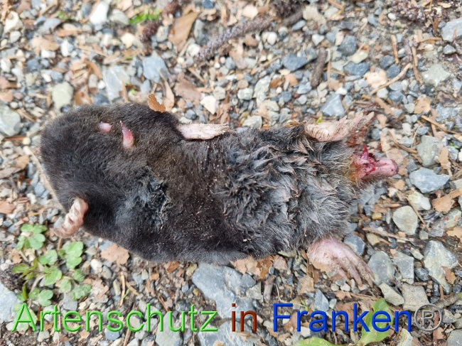 © Artenschutz in Franken® Bild zum Eintrag (1084232-160)