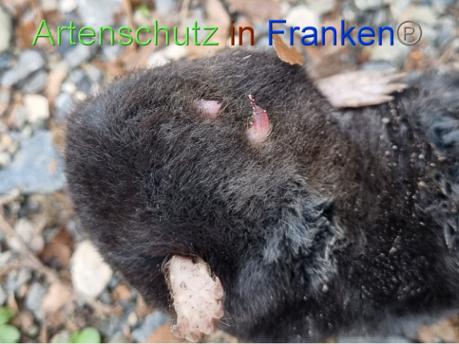 © Artenschutz in Franken® Bild zum Eintrag (1084233-160)