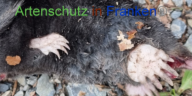 © Artenschutz in Franken® Bild zum Eintrag (1084235-160)