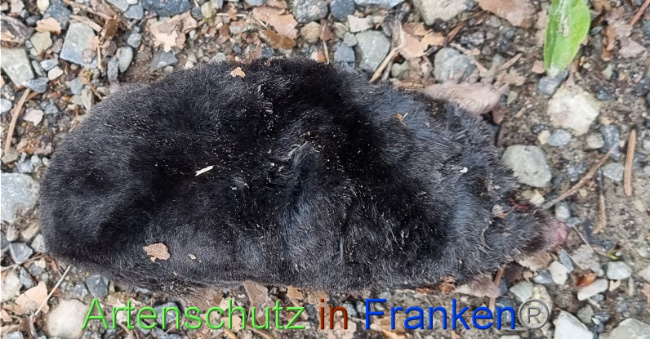 © Artenschutz in Franken® Bild zum Eintrag (1084236-160)