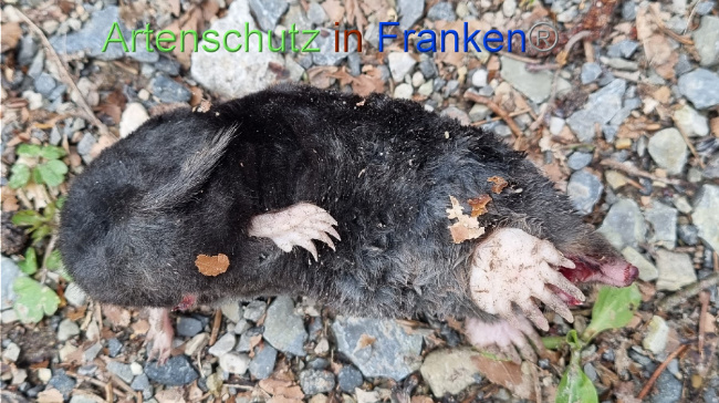 © Artenschutz in Franken® Bild zum Eintrag (1084237-160)