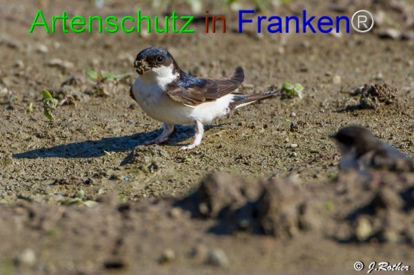 Copyright AiF Johannes Rother Bild zum Eintrag (1084265-160)