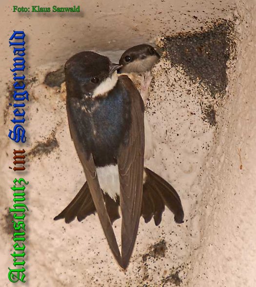 Copyright AiS-Klaus Sanwald Bild zum Eintrag (1084269-160)