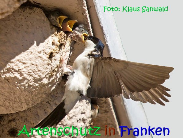Copyright AiS Klaus Sanwald Bild zum Eintrag (1084270-160)