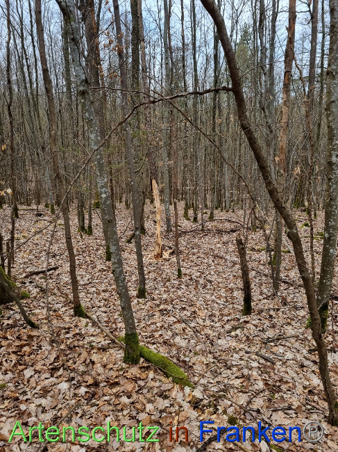 © Artenschutz in Franken® Bild zum Eintrag (1084277-160)