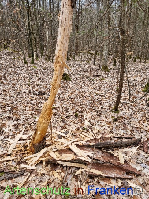 © Artenschutz in Franken® Bild zum Eintrag (1084279-160)