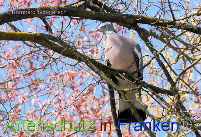 © Artenschutz in Franken® / Bernhard Schmalisch Bild zum Eintrag (1084312-160)