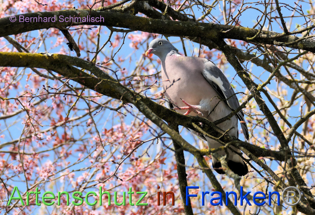 © Artenschutz in Franken® / Bernhard Schmalisch Bild zum Eintrag (1084313-160)