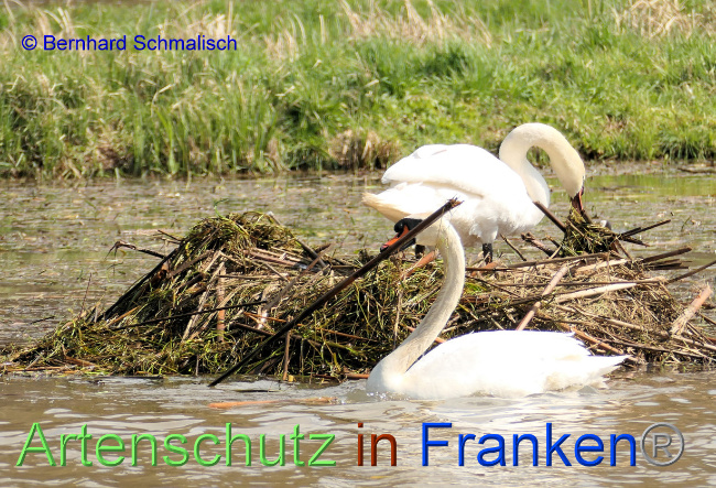 © Artenschutz in Franken® / Bernhard Schmalisch Bild zum Eintrag (1084320-160)