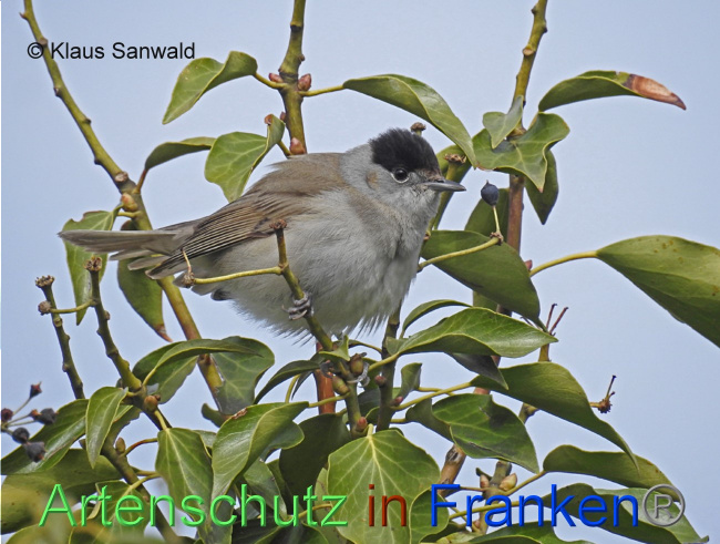 © Artenschutz in Franken® / Klaus Sanwald Bild zum Eintrag (1085026-160)