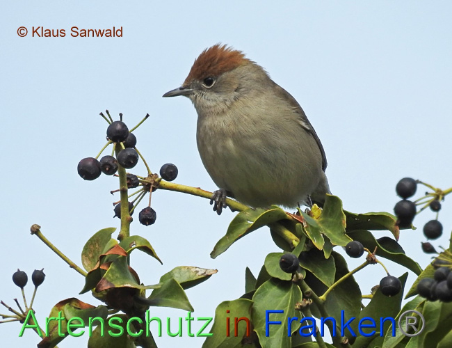 © Artenschutz in Franken® / Klaus Sanwald Bild zum Eintrag (1085027-160)
