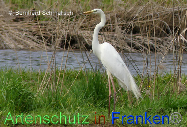 © Artenschutz in Franken® / Bernhard Schmalisch Bild zum Eintrag (1085030-160)