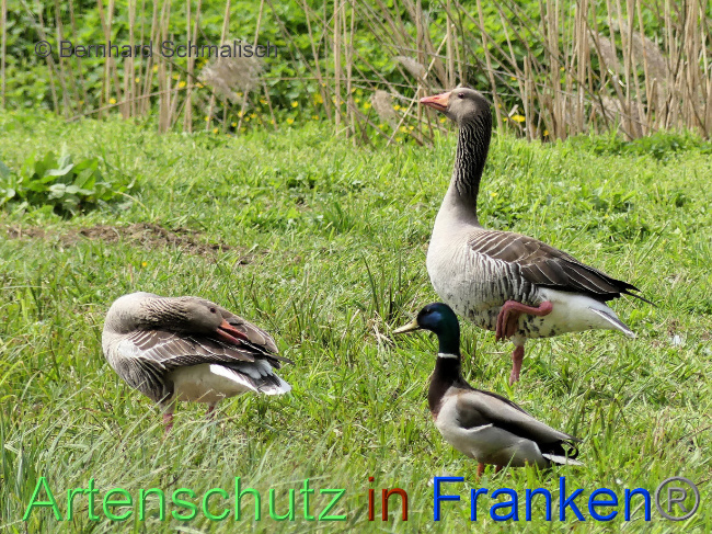 © Artenschutz in Franken® / Bernhard Schmalisch Bild zum Eintrag (1085034-160)