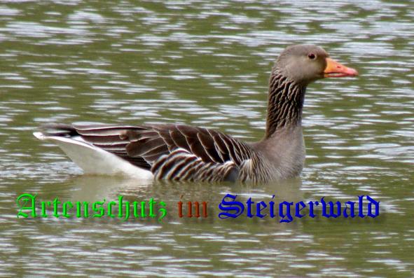 Copyright AiS- Albert Meier Bild zum Eintrag (1085035-160)