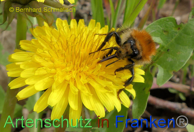 © Artenschutz in Franken® / Bernhard Schmalisch Bild zum Eintrag (1085041-160)