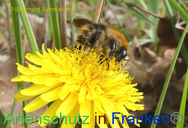 © Artenschutz in Franken® / Bernhard Schmalisch Bild zum Eintrag (1085042-160)