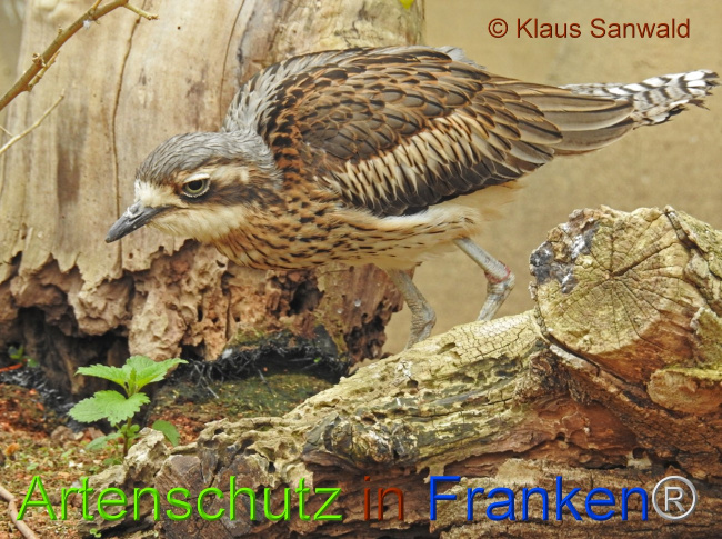 © Artenschutz in Franken® / Klaus Sanwald Bild zum Eintrag (1085074-160)