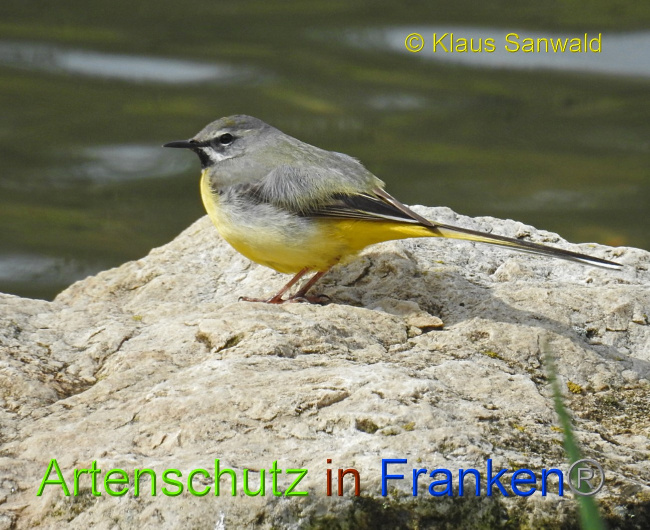 © Artenschutz in Franken® / Klaus Sanwald Bild zum Eintrag (1085308-160)
